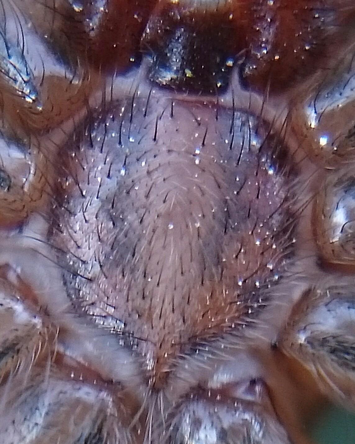 nagy zugpók (Eratigena atrica)