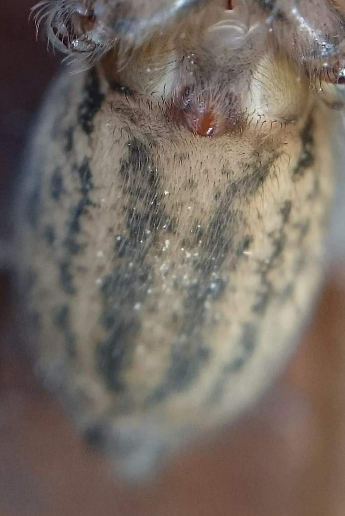 nagy zugpók (Eratigena atrica)
