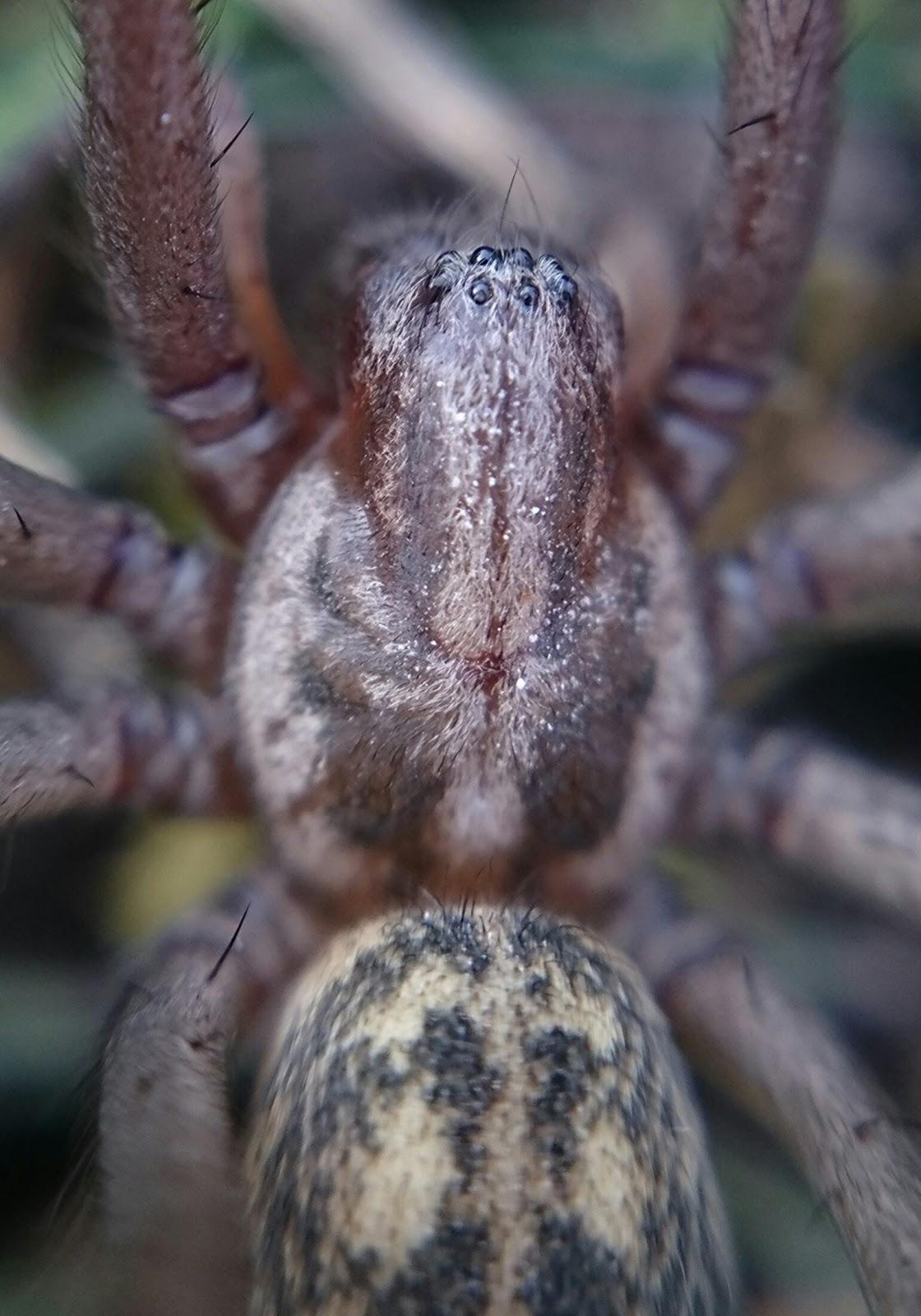 nagy zugpók (Eratigena atrica)