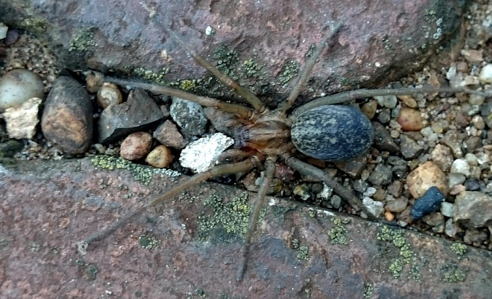 réti zugpók (Eratigena agrestis)