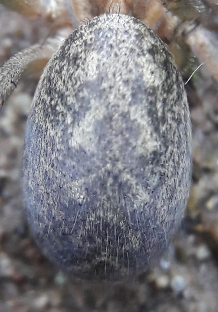 réti zugpók (Eratigena agrestis)