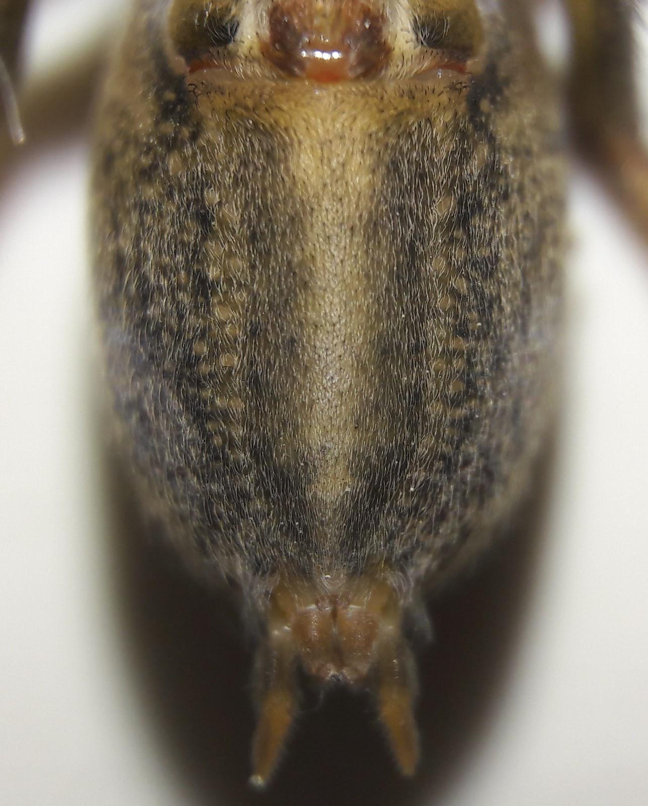 réti zugpók (Eratigena agrestis)