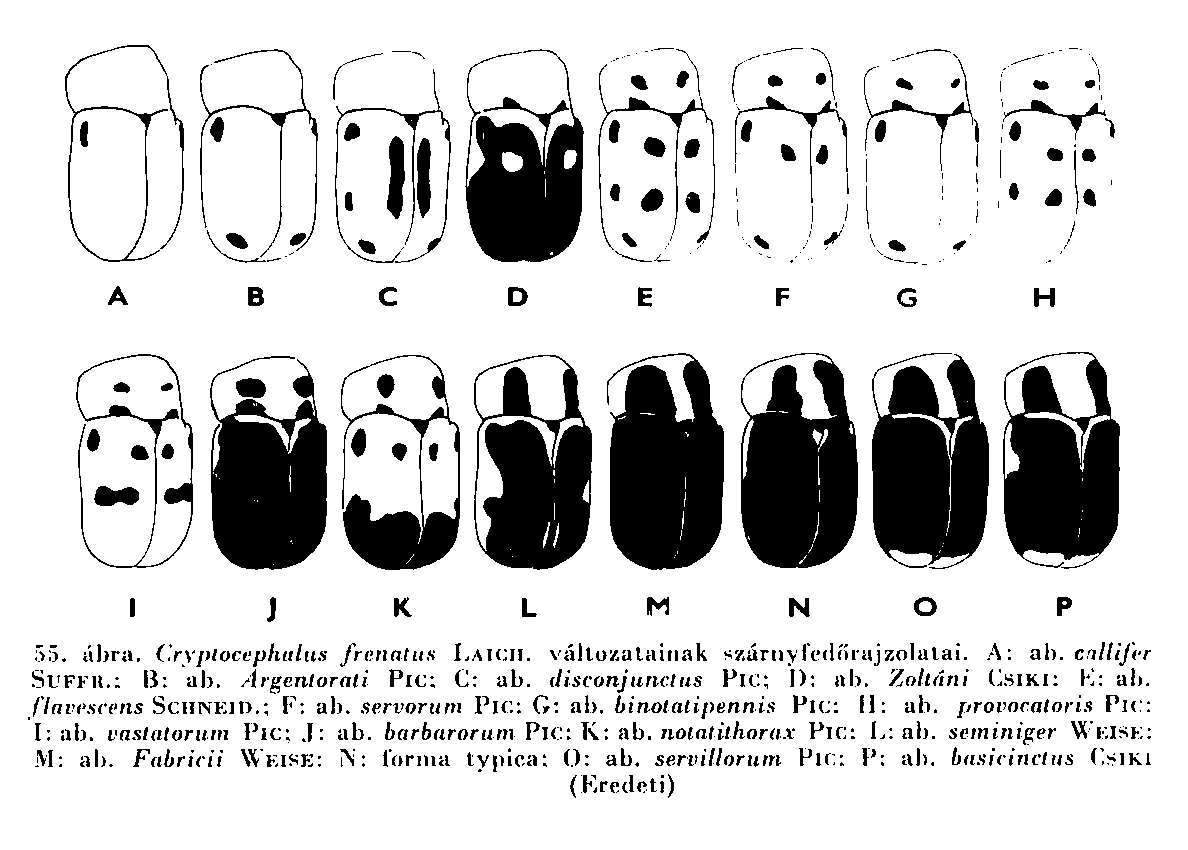 Cryptocephalus frenatus